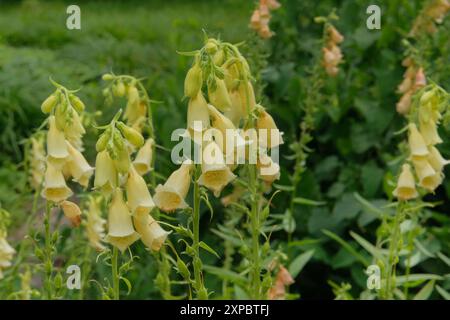 Digitalis wächst auf der Wiese. Gelbe Blüten blühen. Hüttengarten. Romantische Blumen. Stockfoto