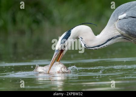 Graureiher, Ardea cinerea, Nahaufnahme eines einzelnen Erwachsenen, der einen Fisch im Flachwasser fängt, Hortobagy, Ungarn, 3. Mai 2024 Stockfoto