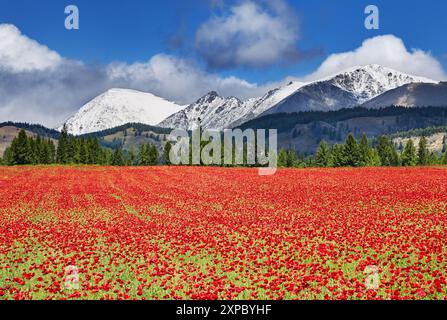 Landschaft mit schneebedeckten Bergen, Wald und blühenden Feldern mit Mohn Stockfoto