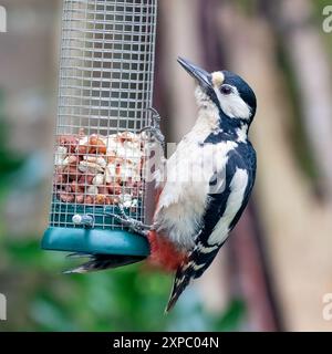 Spechte, Dendrocopos Major, ernährt sich von einem Hängevogelfutter, gefüllt mit Erdnüssen. Hampshire, Großbritannien. Stockfoto