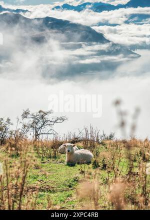 Weiße Wolfsschafe auf Grasland mit nebligem Berg auf dem Gipfel Stockfoto