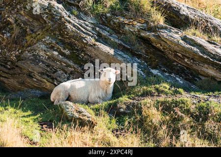 Ein weißes flauschiges Schaf, das auf dem Gras neben einem großen Felsen auf einem Hügel auf dem Ackerland liegt Stockfoto