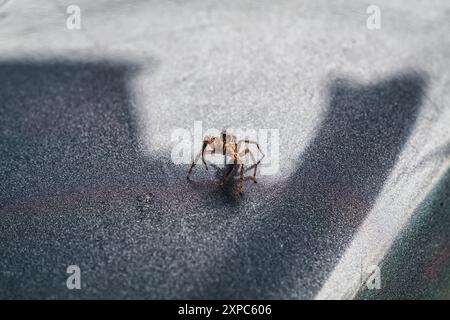 Seltsamer winziger Spinnenarthropod mit acht Beinen, der auf der Motorhaube steht Stockfoto