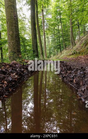 Eine wassergefüllte Reifenspur eines Fahrzeugs im Wald am Ruhrhoehenweg in der Ardey bei Wetter an der Ruhr, Nordrhein-West Stockfoto