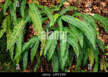 Hartfarn (Struthiopteris würzig) wächst im Wald der Ardey bei Wetter am Ruhrgebiet, Nordrhein-Westfalen. Stockfoto