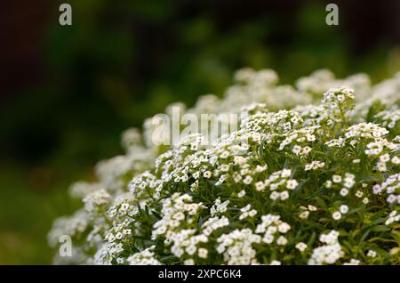 Weiße kleine Blüten von Aalyssum mit unscharfem dunklem Hintergrund und Kopierraum. Stockfoto
