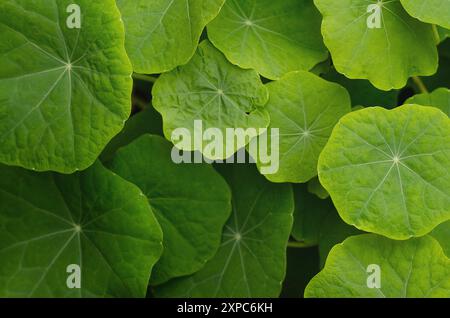 Hintergrund grüner Kapuzinerblätter, die ein Muster bilden. Stockfoto