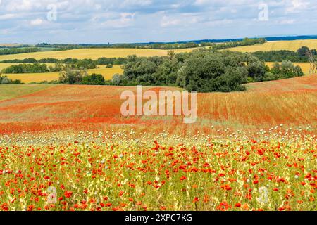 Mohnfeld unter blauem Himmel Stockfoto