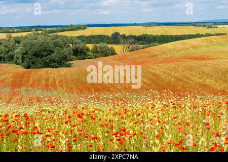 Mohnfeld unter blauem Himmel Stockfoto