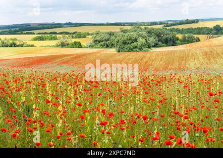 Mohnfeld unter blauem Himmel Stockfoto