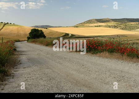 Eine ländliche Schotterstraße, flankiert von leuchtenden roten Mohnblumen und goldenen Feldern unter einem sonnigen Himmel. Stockfoto