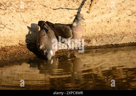 Holztauben trinken an der Wasserkante Stockfoto