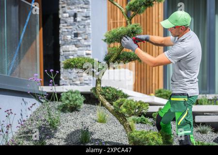 Ein Gärtner schneidet einen Bonsai-Baum sorgfältig und zeigt geschickte Technik in einem modernen, grünen Außenbereich. Stockfoto