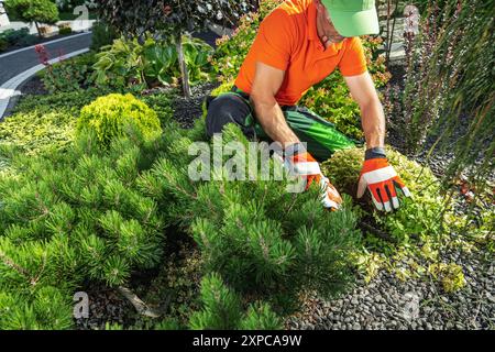 Ein Gärtner beschneidet Sträucher sorgfältig in einer lebhaften Landschaft und genießt einen sonnigen Tag, während die Pflanzen gepflegt werden. Stockfoto