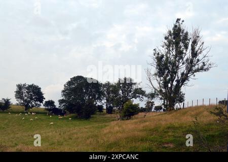Schafe, die auf einem Hügel in Mid Wales weiden Stockfoto