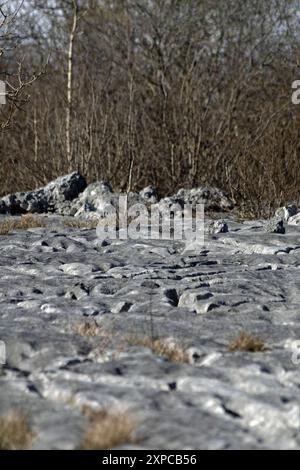 Kalksteinpflaster auf dem Gipfelplateau Hutton Roof Crags bei Burton in Kendal Westmorland und Furness England Stockfoto