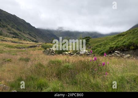 Das Tal von Riggindale in der Nähe von Haweswater im Sommer, Lake District, Cumbria, Großbritannien Stockfoto