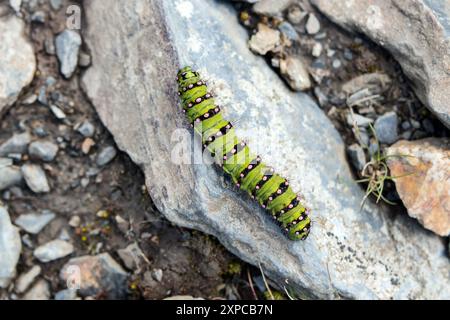 Emperor Moth caterpillar (Saturnia pavonia), Lake District, Cumbria, Großbritannien Stockfoto