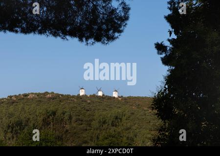 Blick durch die Kiefern von drei alten Windmühlen in der Stadt Puerto Lapice, in Castilla la Mancha in Spanien. Das Hotel liegt an Don Quijotes Route auf der Stockfoto