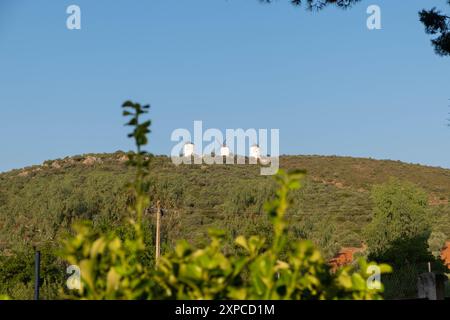 Blick durch die grünen Pflanzen im Vordergrund von drei alten Windmühlen in Castilla la Mancha in Spanien. Auf Don Quijote's Route auf der Spitze von A Stockfoto