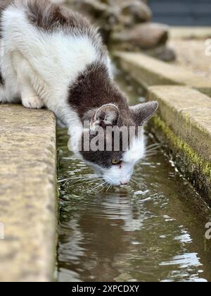 Eine durstige graue und weiße Katze trinkt aus einem kleinen Bach im Garten. Die ruhige Umgebung zeigt die Schönheit der Natur und die anmutige Haltung der Katze, Addi Stockfoto