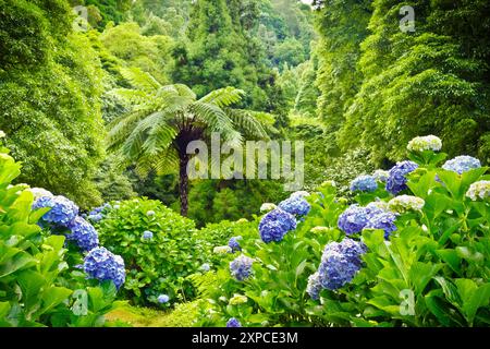 Naturschutzgebiet dos Caldeiroes: Blaue Hortensie blüht vor dem Hintergrund des üppig grünen Regenwaldes auf Sao Miguel, Azoren. Schöne Hintergrundstruktur. Stockfoto