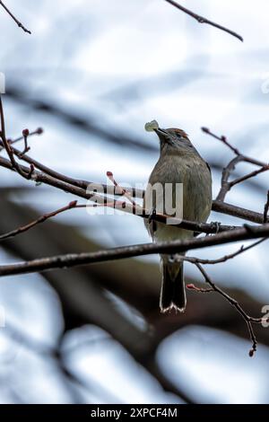 Eine erwachsene Blackcap (Sylvia atricapilla) wurde in den National Botanic Gardens in Dublin beobachtet. Die unverwechselbare Kappe und der melodische Song verleihen dem Stift Charme Stockfoto