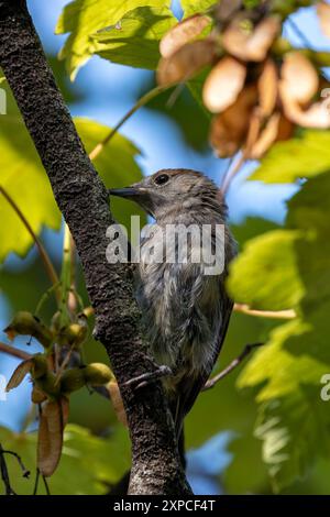 Eine erwachsene Blackcap (Sylvia atricapilla) wurde in den National Botanic Gardens in Dublin beobachtet. Die unverwechselbare Kappe und der melodische Song verleihen dem Stift Charme Stockfoto