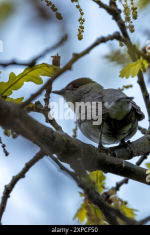 Eine erwachsene Blackcap (Sylvia atricapilla) wurde in den National Botanic Gardens in Dublin beobachtet. Die unverwechselbare Kappe und der melodische Song verleihen dem Stift Charme Stockfoto