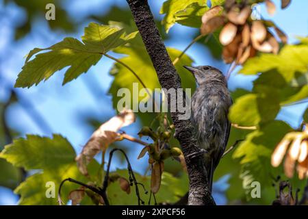 Eine erwachsene Blackcap (Sylvia atricapilla) wurde in den National Botanic Gardens in Dublin beobachtet. Die unverwechselbare Kappe und der melodische Song verleihen dem Stift Charme Stockfoto