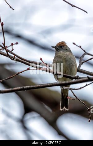 Eine erwachsene Blackcap (Sylvia atricapilla) wurde in den National Botanic Gardens in Dublin beobachtet. Die unverwechselbare Kappe und der melodische Song verleihen dem Stift Charme Stockfoto