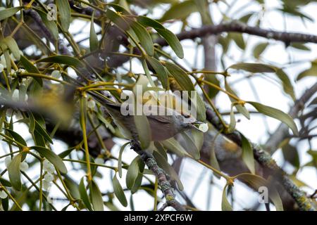 Eine erwachsene Blackcap (Sylvia atricapilla) wurde in den National Botanic Gardens in Dublin beobachtet. Die unverwechselbare Kappe und der melodische Song verleihen dem Stift Charme Stockfoto