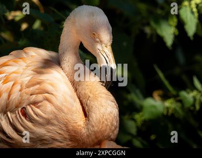 Flamingo, aufgenommen im Edinburgh Zoo in Schottland Stockfoto