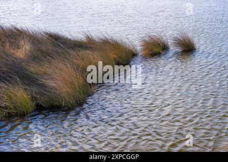 Nahaufnahme von Seegras, das in den Küstengewässern des Hafens von Manteo auf Roanoke Island in Outer Banks, North Carolina, USA wächst. Stockfoto