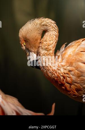 Flamingo, aufgenommen im Edinburgh Zoo in Schottland Stockfoto