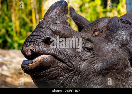 Rhino im Zoo von Edinburgh in Schottland Stockfoto