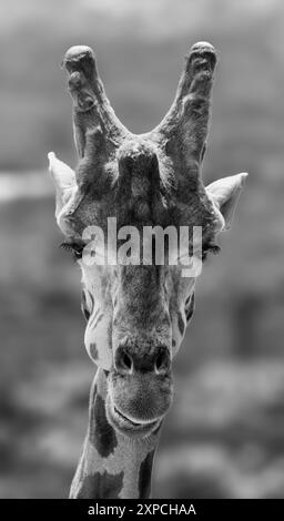 Giraffe im Edinburgh Zoo, Schottland Stockfoto