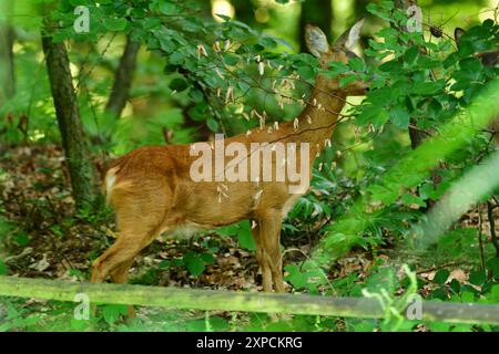 reh Rehkitz im deutschen Wald Tierwelt niedliche Natur wild Stockfoto