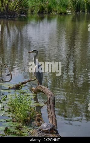 Graureiher (Ardea cinerea) und Gelbbauchrutscher (Trachemys scripta scripta scripta) im Naturschutzgebiet Urdenbacher Kämpe, Rheinaue, Düsseldorf Stockfoto