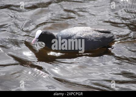 Amerikanischer Huhn schwimmt auf dem Fluss Stockfoto