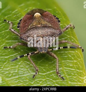 Haarige Schildkäfer (Dolycoris baccarum) auf Blatt. Tipperary, Irland Stockfoto