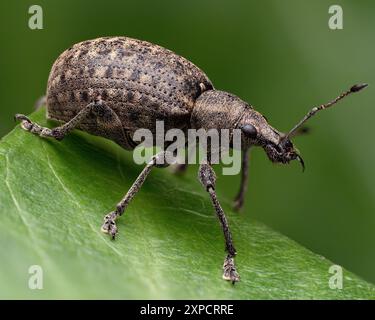 Liophloeus tessulatus Weevil kriecht auf Blatt. Tipperary, Irland Stockfoto