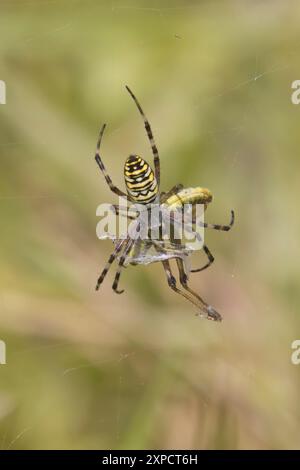 Wespenspinne mit Beute in Wild Woodbury Dorset UK Stockfoto