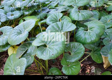 Farfugium japonicum - Ligularia Tussilaginea im Málaga-Park, Südspanien. Stockfoto