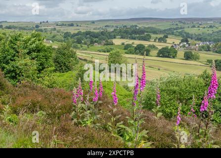 Wilde Fuchshandschuhe (Digitalis purpurea), die am Rande des Baildon Moor in Yorkshire wachsen. Fernblicke blicken auf Felder und Bäume in Richtung Rombald Stockfoto