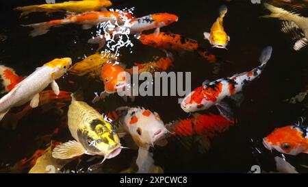 Nahaufnahme von vielen bunten Koi-Fischen oder japanischen Koi-Karpfen, die frei im gesunden Teich schwimmen. Viele Fische finden Nahrung. Stockfoto