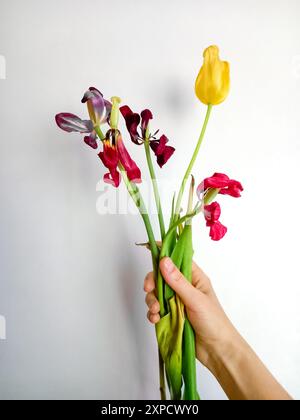 Verwelkter Tulpenstrauß in der Hand der Frau auf weißem Hintergrund. Vergangene Gefühle. Stockfoto