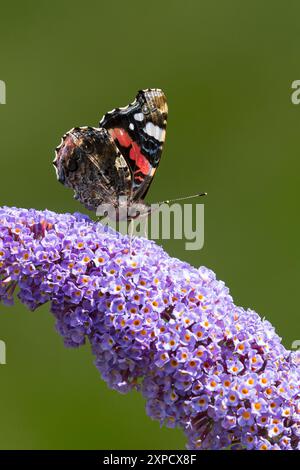 Admiral, Blütenbesuch an Schmetterlingsflieder, Buddleja, Sommerflieder, Vanessa atalanta, Pyrameis atalanta, roter Admiral, Le Vulcain Stockfoto