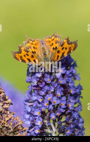 C-Falter, Weißes C, C-Fuchs, Blütenbesuch auf Schmetterlingsflieder, Buddleja, Polygonia c-Album, Nymphalis c-Album, Komma, Anglewings, Le Robert-le-D Stockfoto