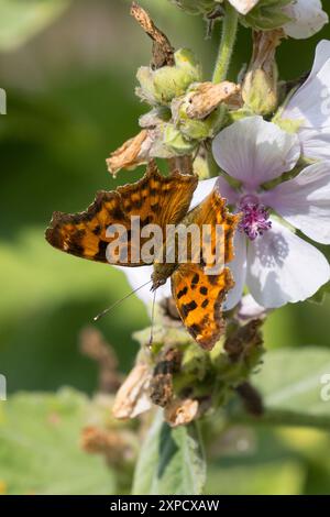 C-Falter, Weißes C, C-Fuchs, Blütenbesuch auf Eibisch, Polygonia c-Album, Nymphalis c-Album, Komma, Anglewings, Le Robert-le-Diable Stockfoto